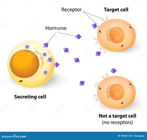 Hormones, Receptors And Target Cells Stock Vector - Image: 39465178