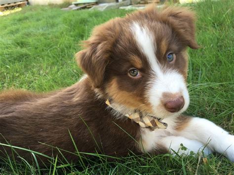 The Earth Shattering Truth About Australian Shepherds 🐶 Off The Leash