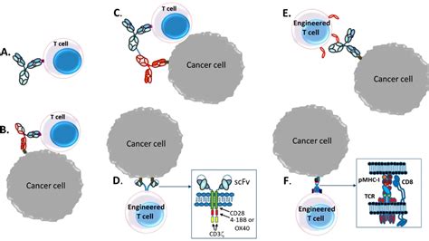 Revolutionizing Immunotherapy: Powering T-Cells with Cancer Traits, and Other Scientific ...