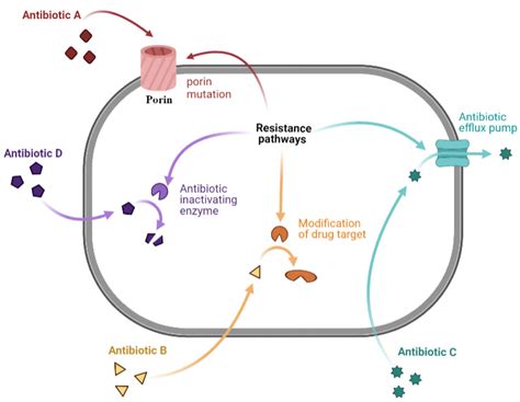 Antibiotics | Free Full-Text | Antibiotic Discovery and Resistance: The Chase and the Race