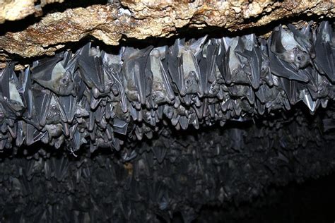 bat cave | Amazing pics, Amazing, Creatures of the night