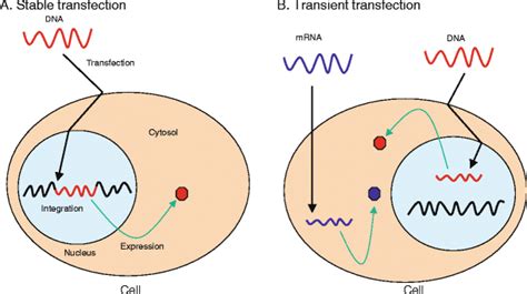 Transfection-Principle, TYpes, Methods, Workflow, Applications