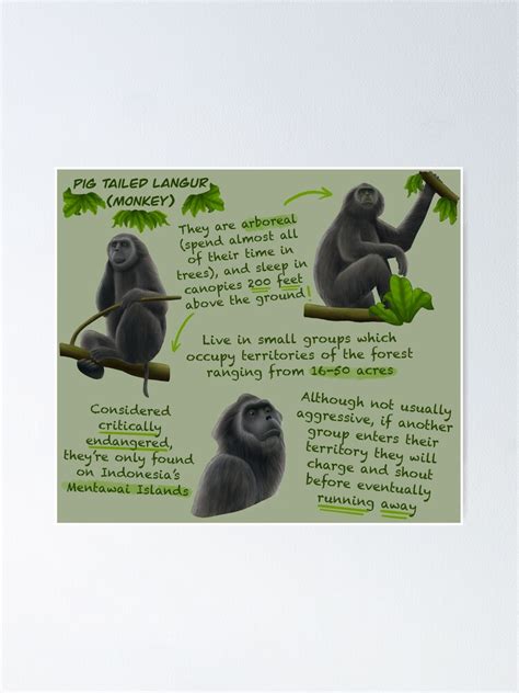 "Monkey (Pig Tailed Langur) Fun Facts" Poster for Sale by troyanthonyart | Redbubble