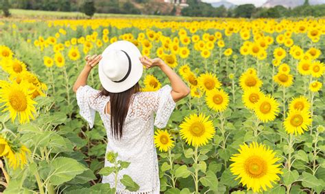 Sunflower farm bans tourists forever due to people taking too many photos