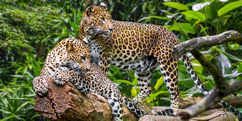 Spotting the Sri Lankan Leopard