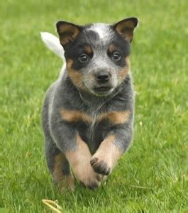 About Australian Cattle Dog: Basics of Australian Cattle Dog Training