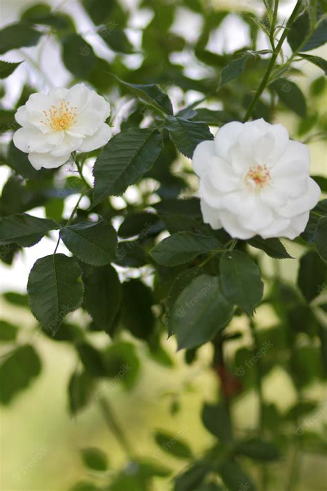 Premium Photo | Closeup bush white rose flower in the garden wonderful white rose flower ...