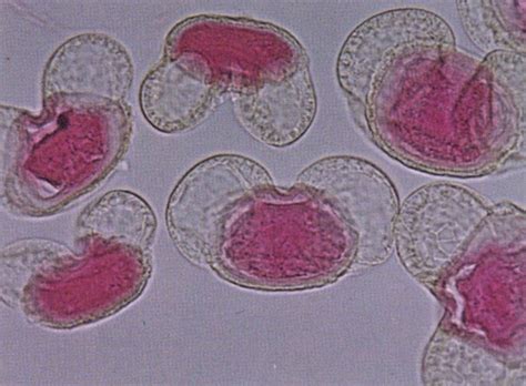 Microscope, Microscope, What Do You See?