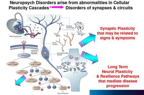 GEOSET » Short-term Synaptic Plasticity