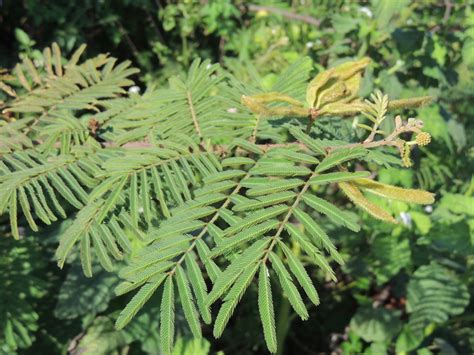 West African Plants - A Photo Guide - Mimosa pigra L.