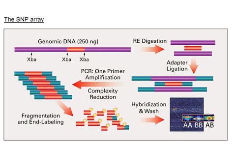 SNP Microarray Services_Sequencing and Chip Technology_Custom Services ...