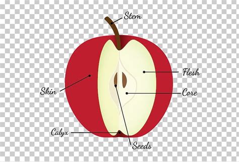 Apple Pie Diagram Fruit Anatomy Seed PNG, Clipart, Angle, Apple, Apple ...