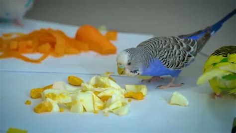 Budgie Food Recipe | Homemade budgies food?