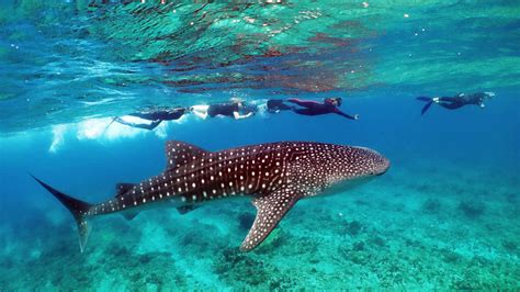 Scuba Diving Maldives 2016, whale shark! 2 | The Island Kings | Flickr