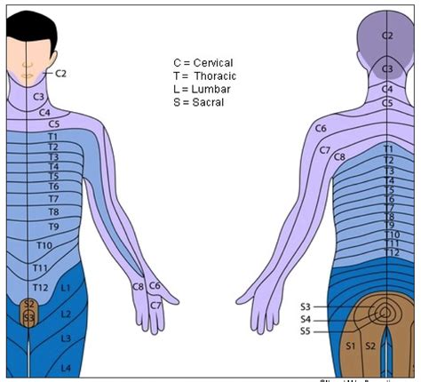 Dermatomes And Myotomes - Dermatomes Chart and Map