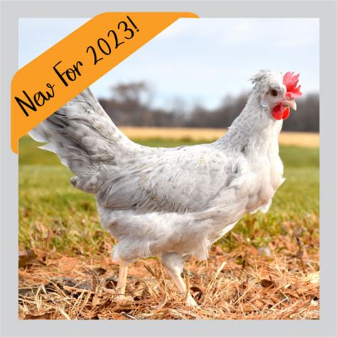 Order 2023 Chicks Now! | Meyer Hatchery Blog