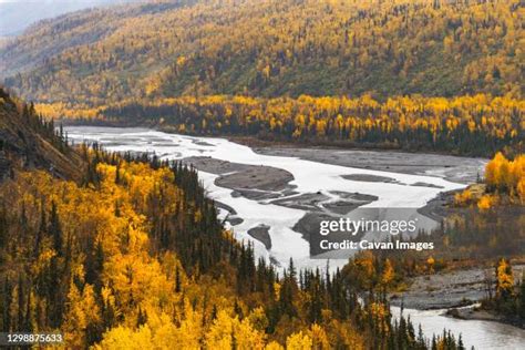 165 Alaska Birch Trees Stock Photos, High-Res Pictures, and Images ...