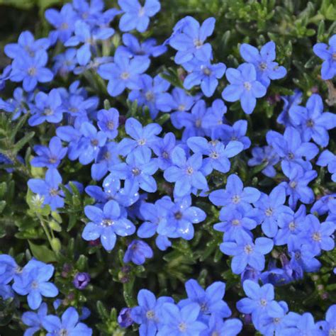 Lithodora diffusa 'Grace Ward' | Perennial Resource