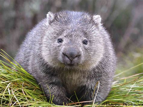 Cradle Mountain Wildlife | Wombat, Australia animals, Australian animals