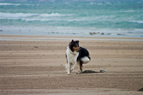 Dog friendly hotels in Ireland