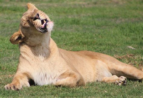 Free stock photo of female lion, lion, lion yawn