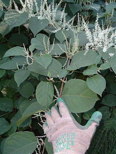 How To Identify Japanese Knotweed: In-Depth Knotweed Identification ...