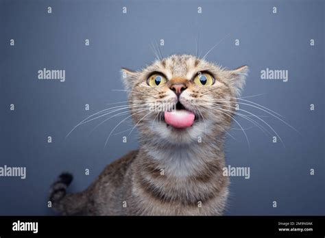 silly cat making funny face sticking out tongue on gray background with copy space Stock Photo ...