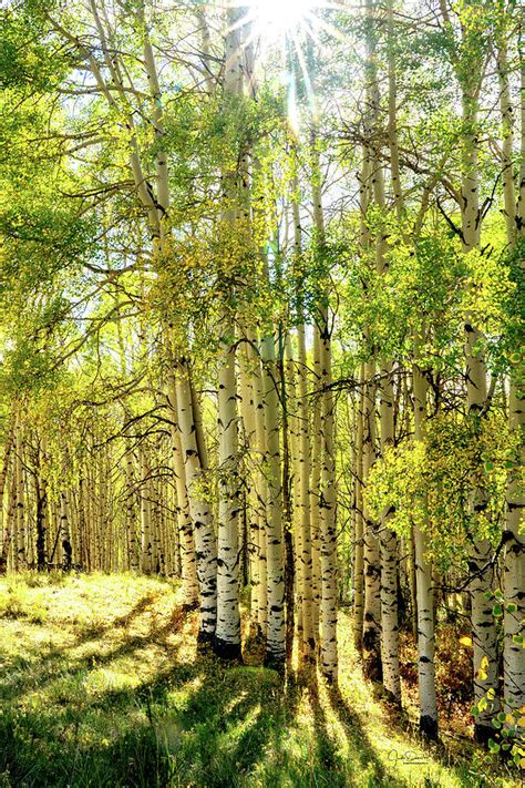 Aspen Trees in the Sun Photograph by Judi Dressler | Fine Art America