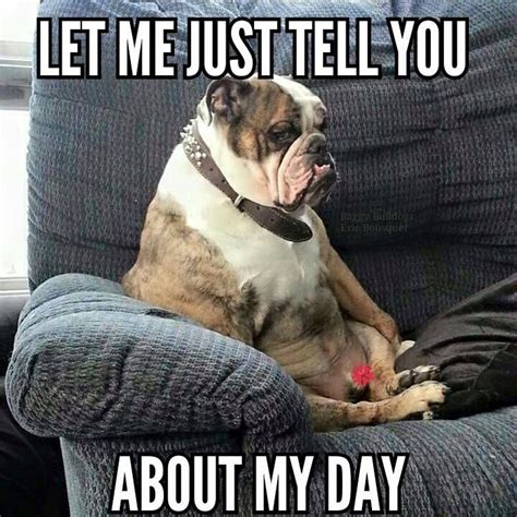 85 best images about Bulldog memes on Pinterest | Funny puppies, Funny and Your dog