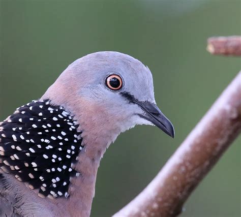 Spotted Dove - BirdLife Australia