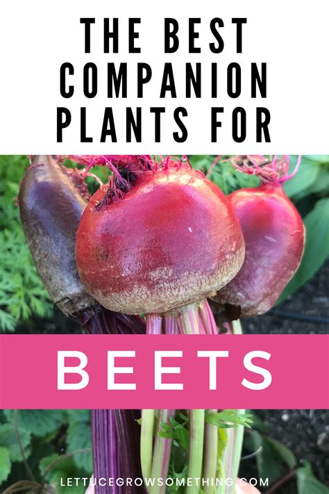 Better Together: The Best Companion Plants to Grow with Beets - Lettuce Grow Something