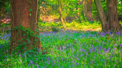 Bluebells are out in force on Highgate wood