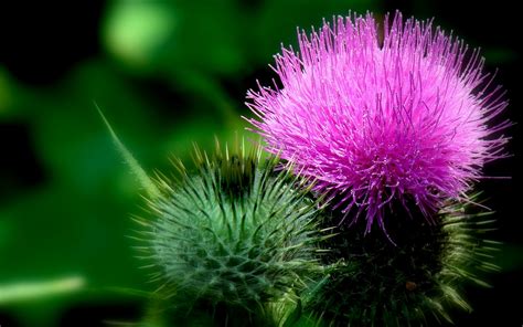 Milk thistle Full HD Wallpaper and Background Image | 2560x1600 | ID:383101