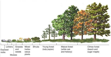 Types Of Succession In Ecology