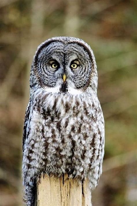 Birds Of Prey, Vancouver Island, BC | Gohiking.ca