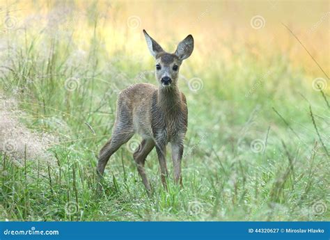 Baby roe deer stock image. Image of nice, hairy, animal - 44320627