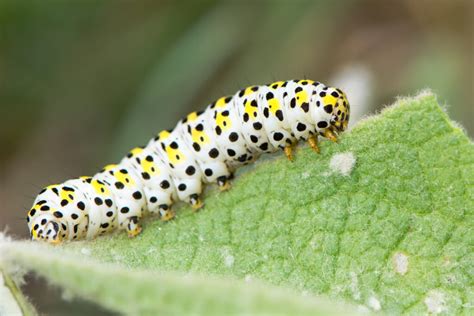 How Many Legs Do Caterpillars Have? 6 Interesting Facts About Caterpillar Limbs