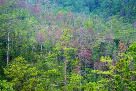 Struggling Honduran Farmers Cope With Climate Challenges | Here & Now