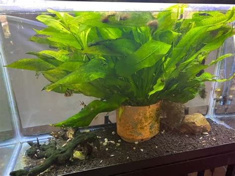 7 simple steps to grow large aquarium plants - Freshwater Planted Aquariums