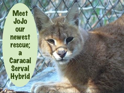 Jo Jo the Caracal Serval Hybrid