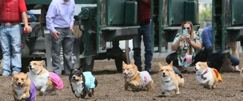 Corgi Dog Races