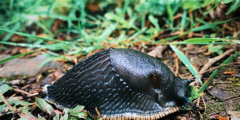 How To Get Rid of Slugs in Garden - GardenList