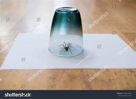 68,124 Spider Trap Images, Stock Photos & Vectors | Shutterstock