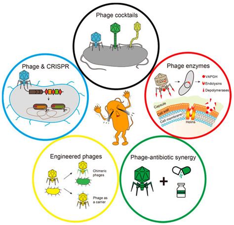 Applied Sciences | Free Full-Text | Phage Therapy: Consider the Past, Embrace the Future