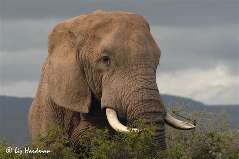 In support of an Anti-poaching Campaign: Elephant Tusks! – Nature on ...