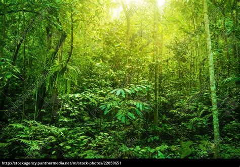 Fantastic tropical dense forest - Royalty free image - #22059651 | PantherMedia Stock Agency