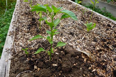 Raised Wooden Bed for Bell Pepper Cultivation. Red Bell Pepper Growing ...