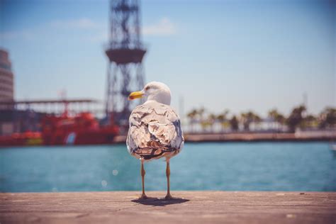 wallpaper seagull, bird, beach HD : Widescreen : High Definition ...