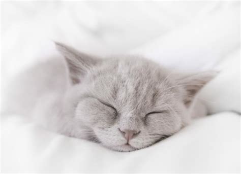 Cat Snoring: Is It Normal? | PetMD