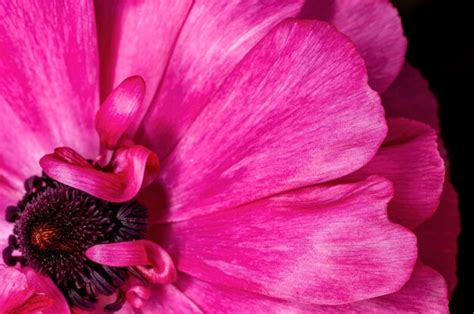 Premium Photo | Closeup of pink rose flower petals